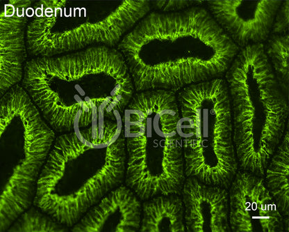 Claudin-7 (CLDN7) Antibody - Western Blot Validated