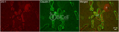 Claudin-7 (CLDN7) Antibody - Western Blot Validated
