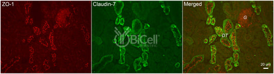 Claudin-7 (CLDN7) Antibody