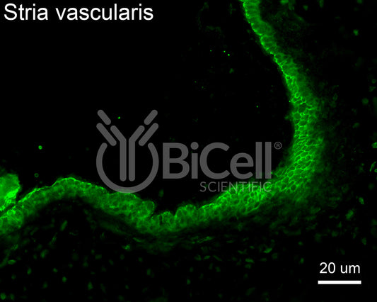 Claudin-9 (CLDN9) Antibody