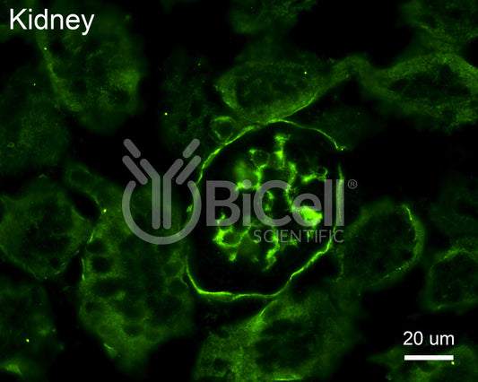 Collagen alpha-2 (IV) (Col4a2) Antibody