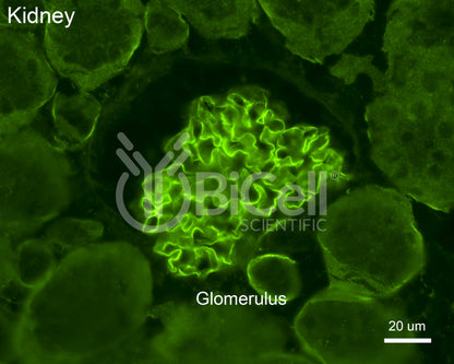 Collagen alpha-3 (IV) (Col4a3) Antibody