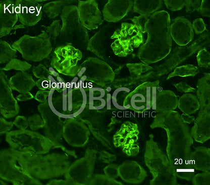 Collagen alpha-3 (IV) (Col4a3) Antibody - FFPE Validated