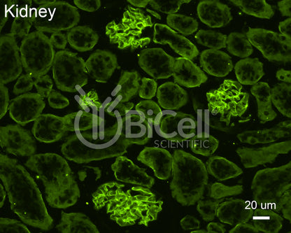 Collagen alpha-4 (IV) (Col4a4) Antibody - FFPE Validated