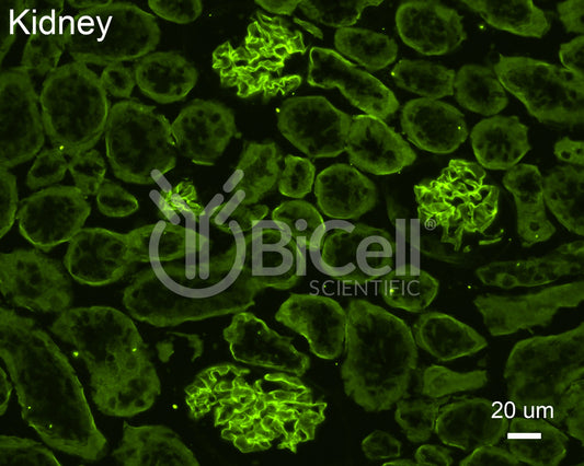 Collagen alpha-4 (IV) (Col4a4) Antibody