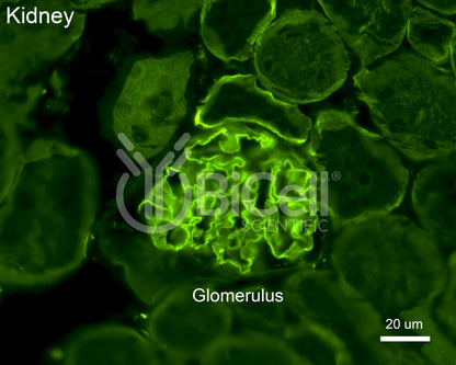 Collagen alpha-5 (IV) (Col4a5) Antibody