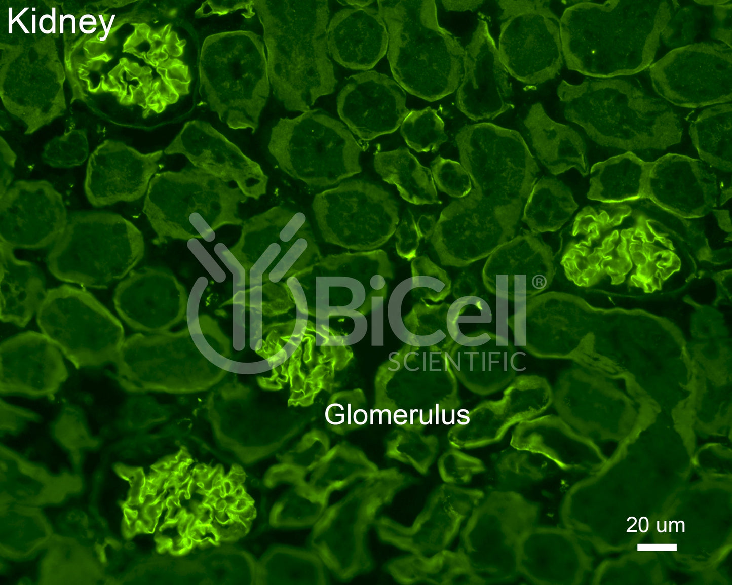 Collagen alpha-5 (IV) (Col4a5) Antibody
