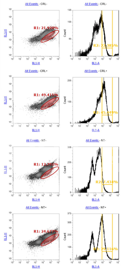 SEZ6 Monoclonal Antibody (B4 Clone)