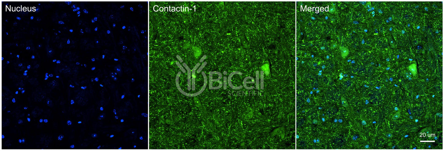 Contactin-1 (CNTN1 or GP135) Antibody