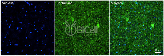 Contactin-1 (CNTN1 or GP135) Antibody
