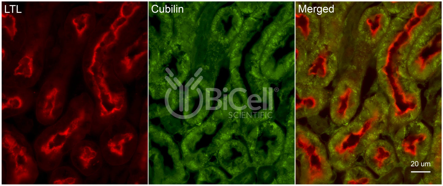 Cubilin (CUBN) Antibody - FFPE Validated
