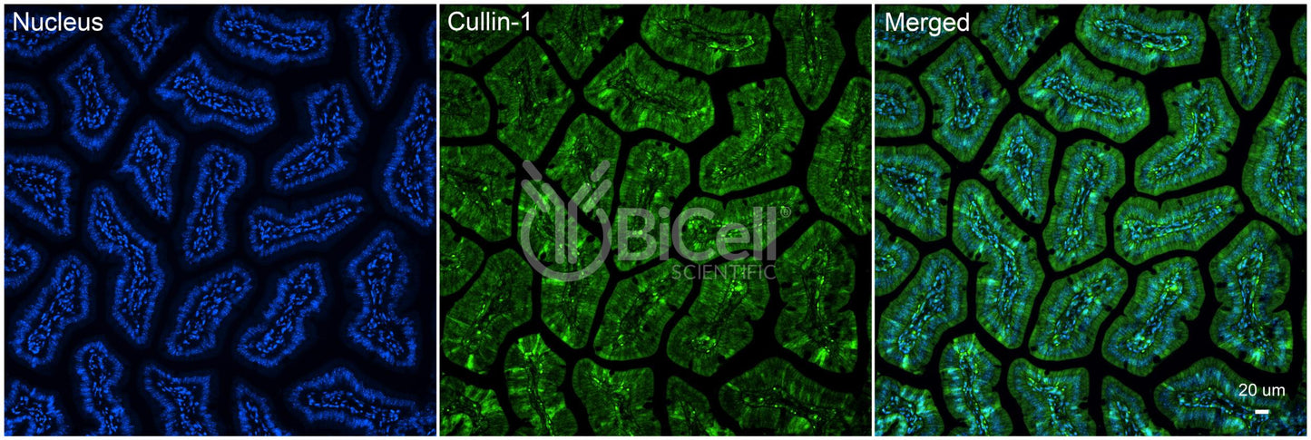 Cullin-1 (Cul1) Antibody
