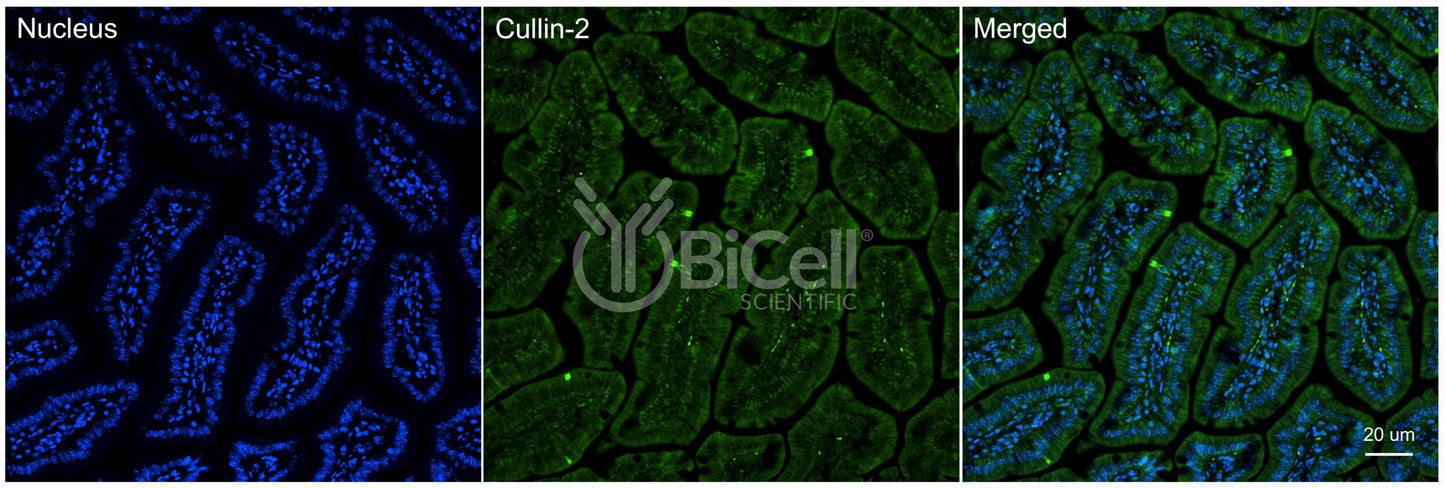 Cullin-2 (Cul2) Antibody - Western Blot Validated