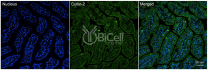 Cullin-2 (Cul2) Antibody - Western Blot Validated