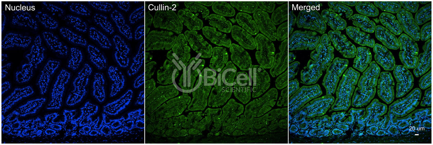Cullin-2 (Cul2) Antibody - Western Blot Validated