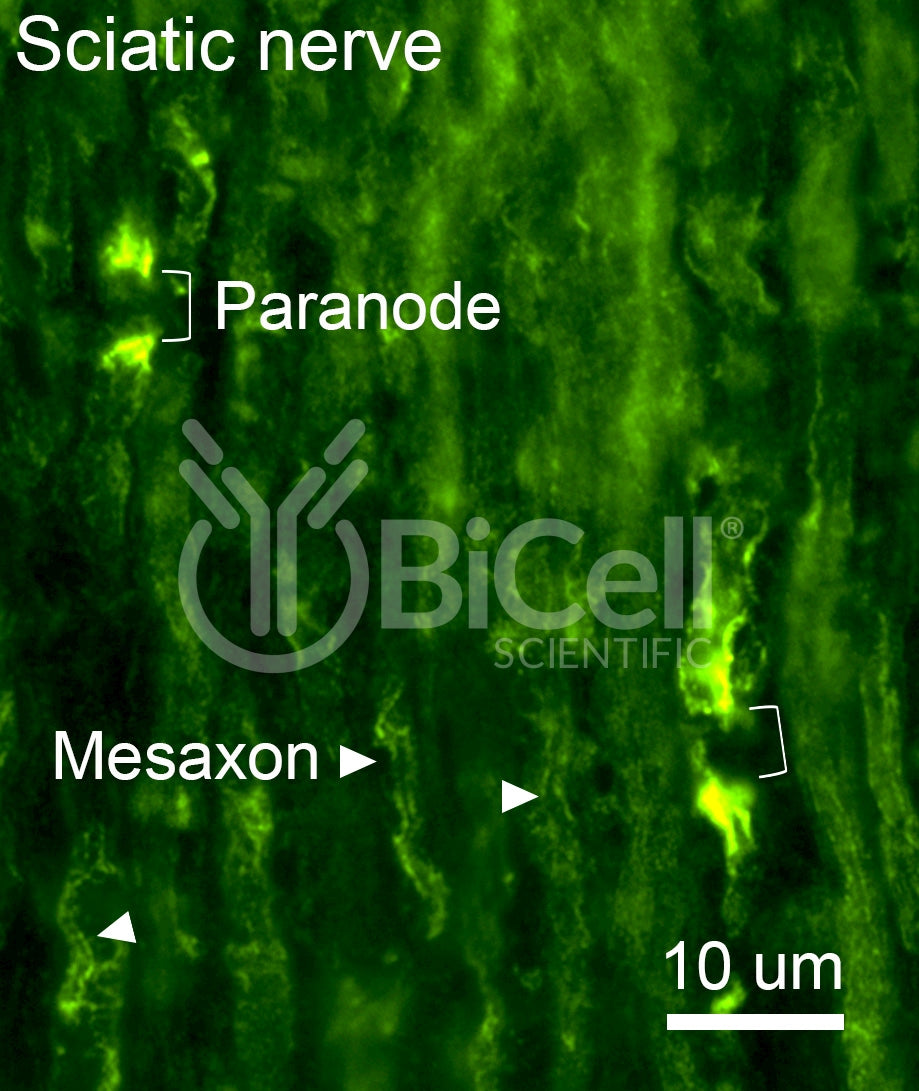 Connexin-29 (Cx29 or Gjc3) Antibody