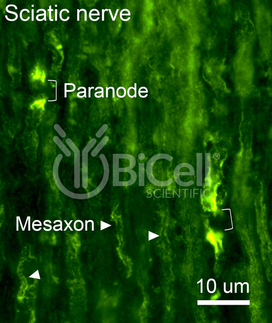 Connexin-29 (Cx29 or Gjc3) Antibody
