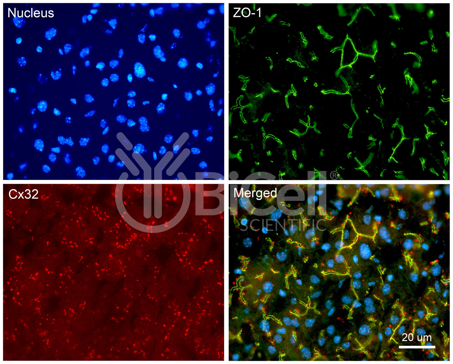 Connexin-32 (Cx32 or Gjb1) Antibody - Western Blot Validated