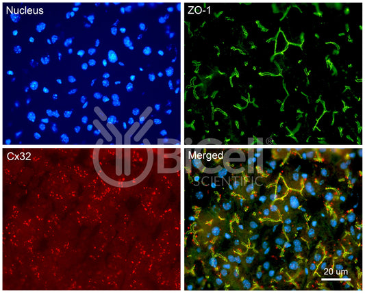 Connexin-32 (Cx32 or Gjb1) Antibody