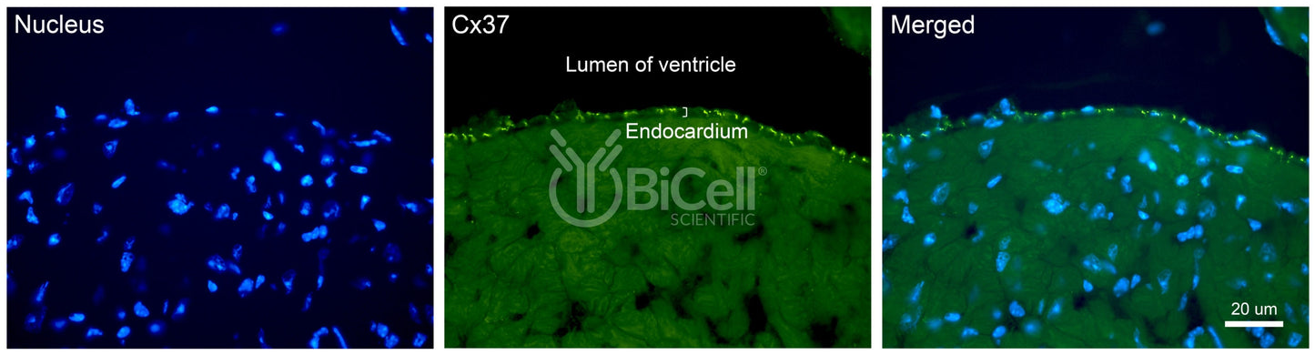 Connexin-37 (Cx37 or Gja4) Antibody - Western Blot Validated