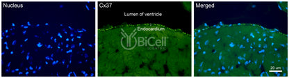Connexin-37 (Cx37 or Gja4) Antibody - FFPE Validated