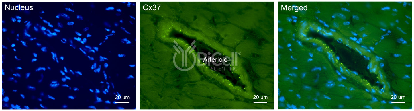 Connexin-37 (Cx37 or Gja4) Antibody - Western Blot Validated