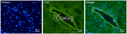 Connexin-37 (Cx37 or Gja4) Antibody - FFPE Validated