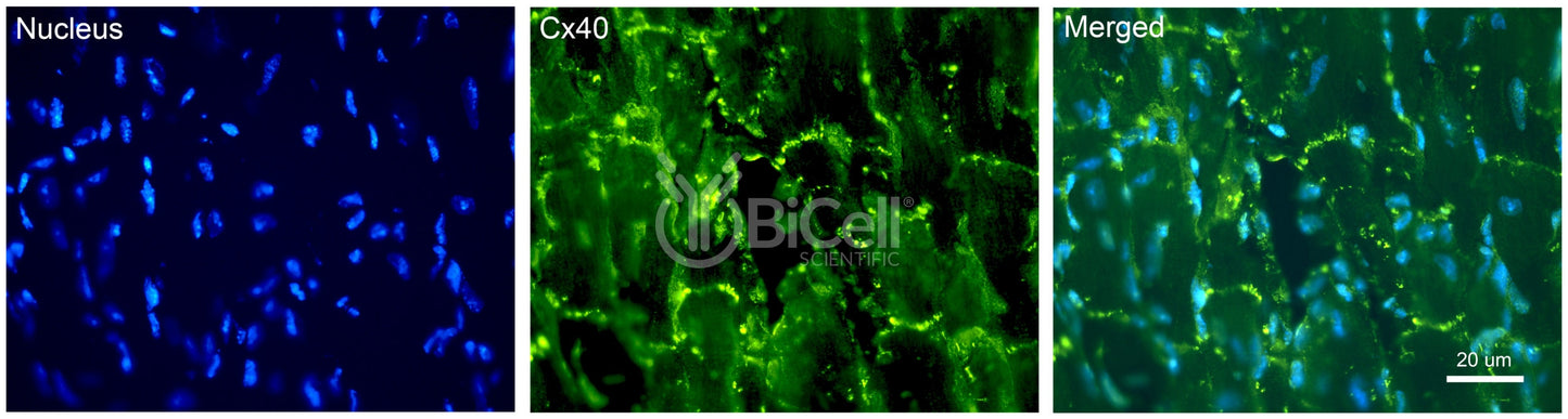 Connexin-40 (Cx40 or Gja5) Antibody - Western Blot Validated