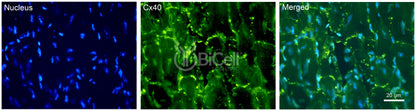 Connexin-40 (Cx40 or Gja5) Antibody - Western Blot Validated