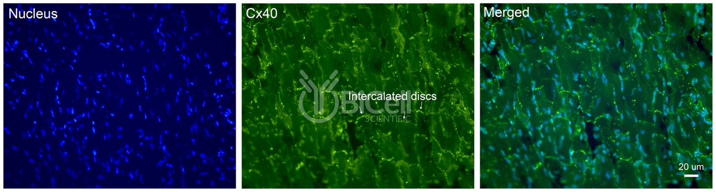 Connexin-40 (Cx40 or Gja5) Antibody - Western Blot Validated
