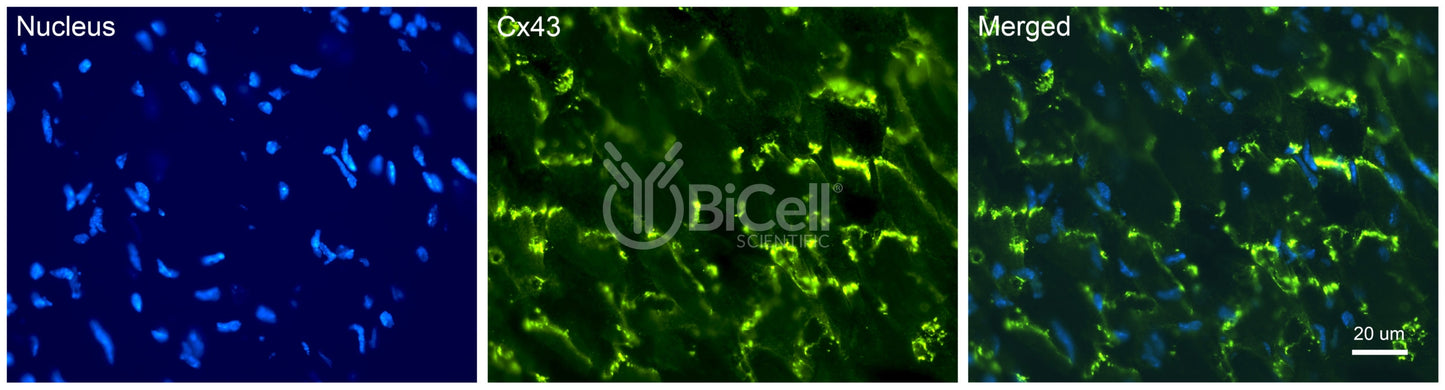 Connexin-43 (Cx43 or Gja1) Antibody - Western Blot Validated