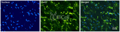 Connexin-43 (Cx43 or Gja1) Antibody - Western Blot Validated