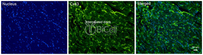 Connexin-43 (Cx43 or Gja1) Antibody - FFPE Validated