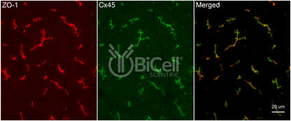 Connexin-45 (Cx45 or Gjc1) Antibody - Western Blot Validated