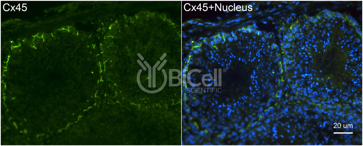 Connexin-45 (Cx45 or Gjc1) Antibody - Western Blot Validated