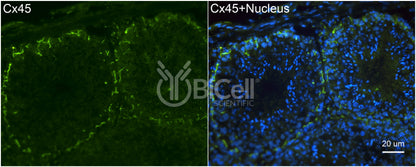 Connexin-45 (Cx45 or Gjc1) Antibody - Western Blot Validated
