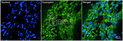 Dystrophin (DMD) Antibody - FFPE Validated
