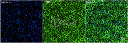 Dystrobrevin alpha (DTNA) Antibody - Western Blot Validated