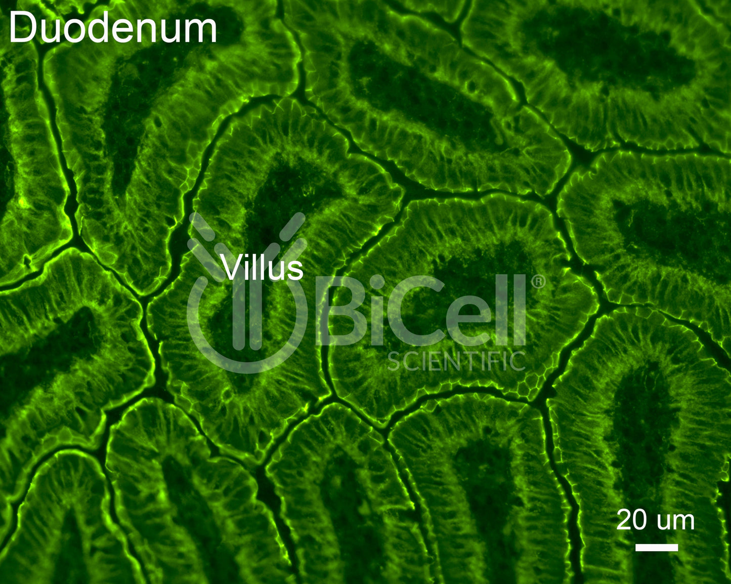E-cadherin (Cdh1 or CD324) Antibody - FFPE Validated