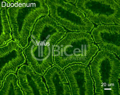 E-cadherin (Cdh1 or CD324) Antibody - FFPE Validated