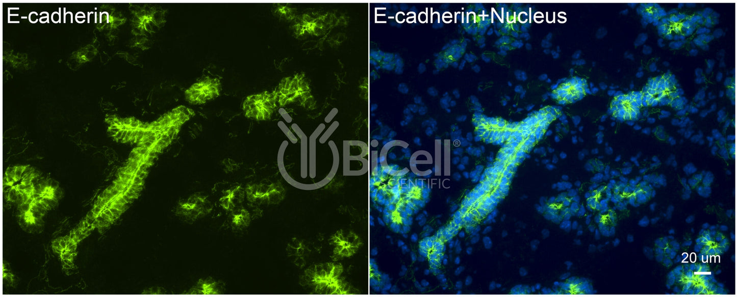 E-cadherin (Cdh1 or CD324) Antibody - FFPE Validated