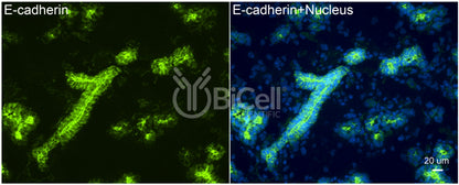 E-cadherin (Cdh1 or CD324) Antibody - FFPE Validated