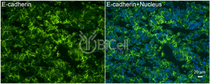 E-cadherin (Cdh1 or CD324) Antibody - FFPE Validated