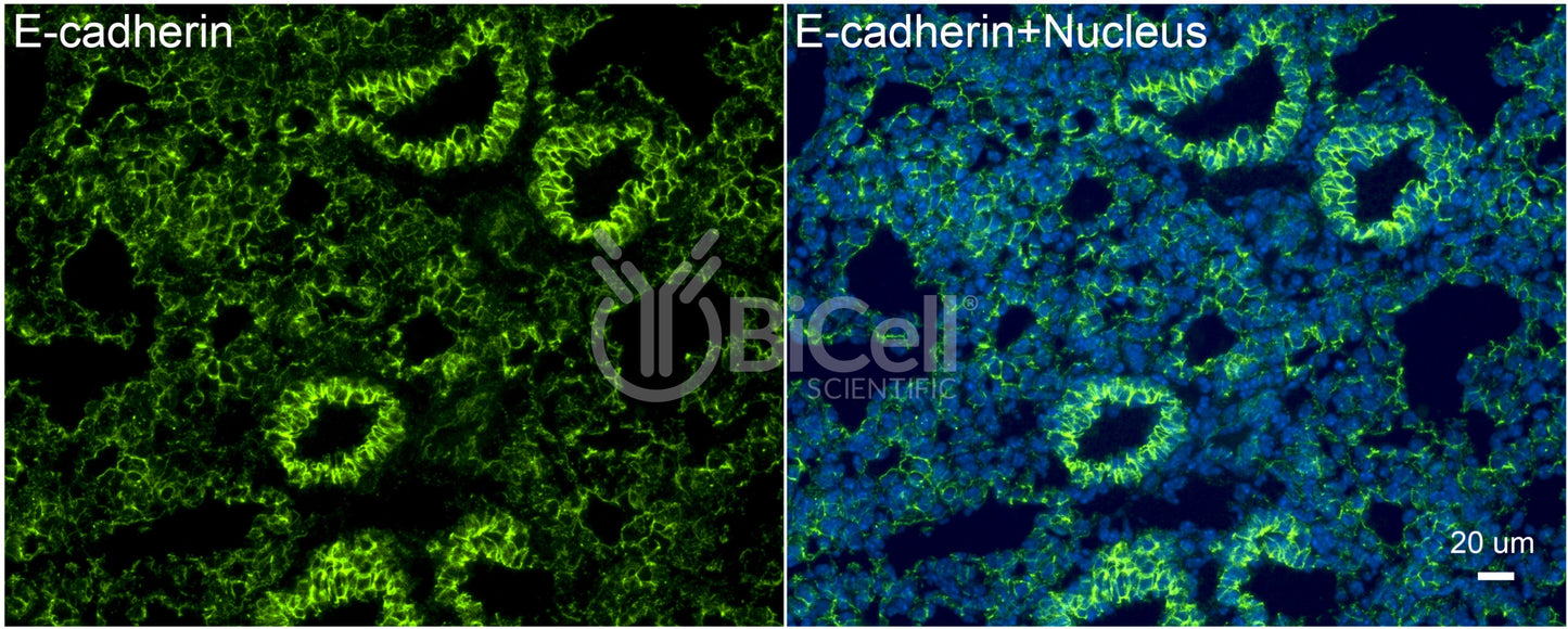 E-cadherin (Cdh1 or CD324) Antibody - FFPE Validated