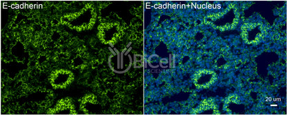 E-cadherin (Cdh1 or CD324) Antibody - FFPE Validated