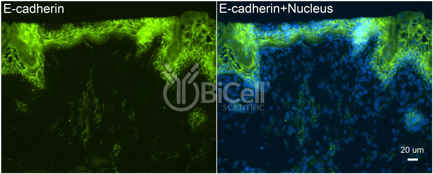 E-cadherin (Cdh1 or CD324) Antibody - FFPE Validated