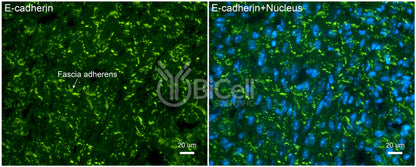 E-cadherin (Cdh1 or CD324) Antibody - FFPE Validated