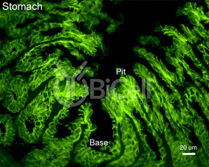 E-cadherin (Cdh1 or CD324) Antibody - FFPE Validated