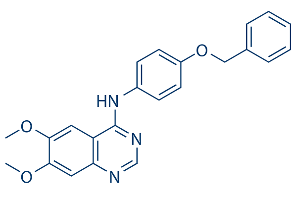 ErbB2 inhibitor