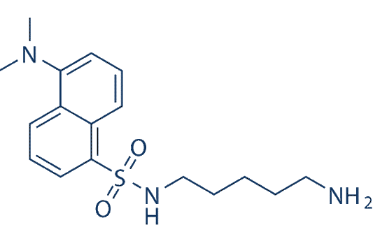 Dansylcadaverine&nbsp; (Monodansyl cadaverine)